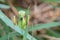 Close view of green female mantis religiosa