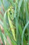 Close view of green female mantis religiosa