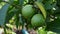 Close view of green guava fruit hanging on tree
