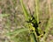 A close view of a Green Milkweed Locust