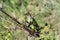 A close view of a Green Milkweed Locust