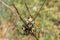 A close view of a Green Milkweed Locust