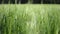 Close view on green oats field in sunny summer day, slow wind moves spikelets, macro video of not yet ripe, blurry background