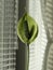 Close View of a Green spathiphyllum Blossom on a Morning Window Light