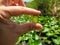 Close view of hand holding a tiny swamp plant