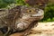 A close view of a head of an adult green iguana