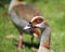 CLOSE VIEW OF HEAD OF EGYPTIAN GOOSE