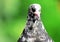 Close view of the head and neck of a speckled pockmark pigeon with an orange eye