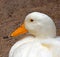 CLOSE VIEW OF HEAD OF WHITE DUCK