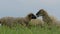Close view of herd pf  sheep.