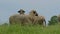 Close view of herd pf  sheep.