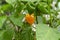 Close View Of Hot Scotch Bonnet Peppers On Tree