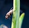 Close view of Housefly insect in the garden : stock image