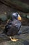 Close view of an immature Tufted Puffin