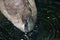 CLOSE VIEW OF IMMATURE YOUNG GREY SWAN`S HEAD AND FACE