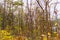 Close view of Indian forest trees autumn in rocky mountain looking awesome in summer season.