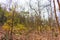 Close view of Indian forest trees autumn in rocky mountain looking awesome in summer season.