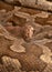 Close view of Indian rock python Python molurus bivittatus or Tiger Python. Wildlife photography
