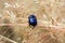 Close view of insect dung beetle