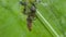 Close view of insects on the flowers.