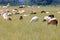 Close view of a large flock of sheep