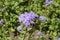 Close view of lavender-colored flowers of Ageratum houstonianum in mid July