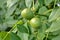 Close View of Limes Ripening on Branch