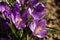 Close view of a little Campanula flower