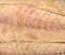 Close view of mackerel skinless fillets