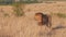 Close view of a male lion approaching at masai mara in kenya