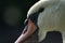 Close view of a male Mute swan face