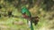 close view of a male resplendent quetzal perched on a branch at costa rica