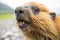 close view of marmot teeth while calling