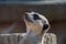 Close view of a Meerkat head