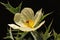 CLOSE VIEW OF MEXICAN POPPY WEED FLOWER