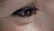 Close view on middle aged woman green eye with black arrow