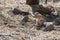 Close view of Namibian fluffy ground squirrel gnawing a bone