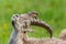 close view natural relaxed male alpine capra ibex capricorn scratching