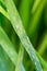 Close view natural wheat leaf rust disease infestation