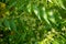 Close view of neem tree with flowers Azadirachta indica. Also known as Indian lilac