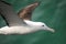 Close view of Northern royal albatross in flight, Taiaroa Head, Otago Peninsula, New Zealand