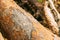 Close View Of Old Bear Claw Marks On Fallen Pine Tree