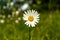 Close view of one single Marguerite flower