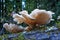 Close view of oyster mushrooms in California Redwoods