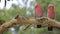 Close view of pair of Galah, Eolophus roseicapilla