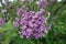 Close view of panicle of double flowers of lilac