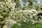 Close view of panicle of white flowers of bird cherry in April