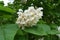 Close view of panicle of white flowers of catalpa in June