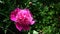 Close view of a Peony bloom