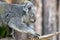 Close view of phascolarctos cinereus koala